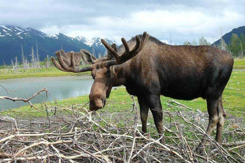 Alaszka, az óriások vadonja