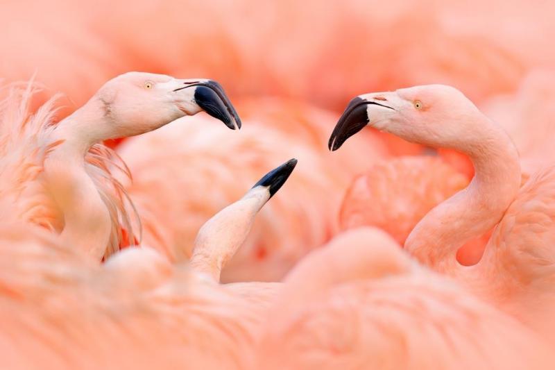 Florida, Key-szigetek és New Orleans