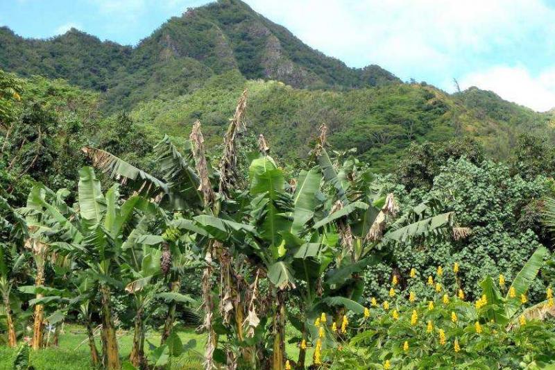 Hawaii, a Csendes-óceán trópusi gyöngyszemei