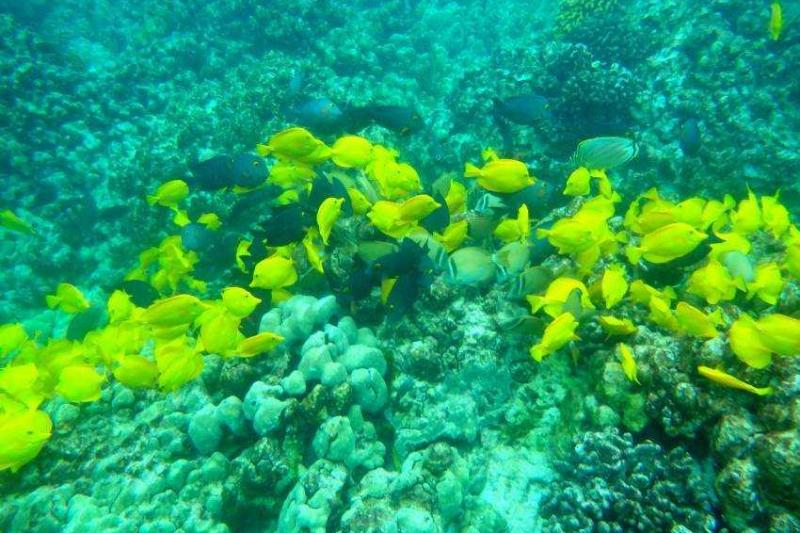 Hawaii, a Csendes-óceán trópusi gyöngyszemei