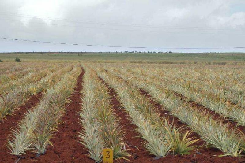 Hawaii, a Csendes-óceán trópusi gyöngyszemei