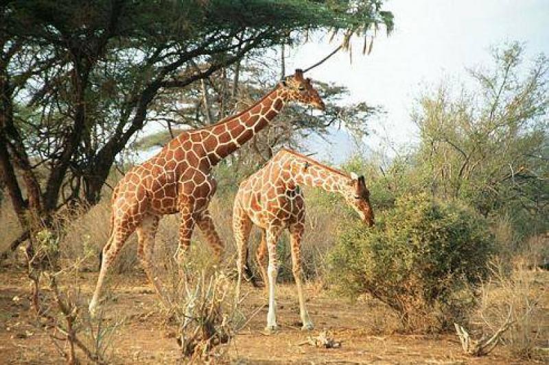 Kenyai körutazás utazás