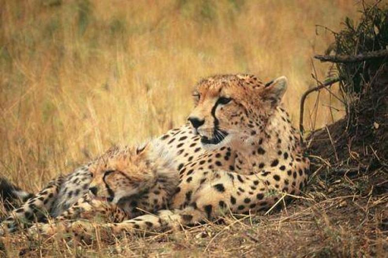 Kenyai körutazás utazás