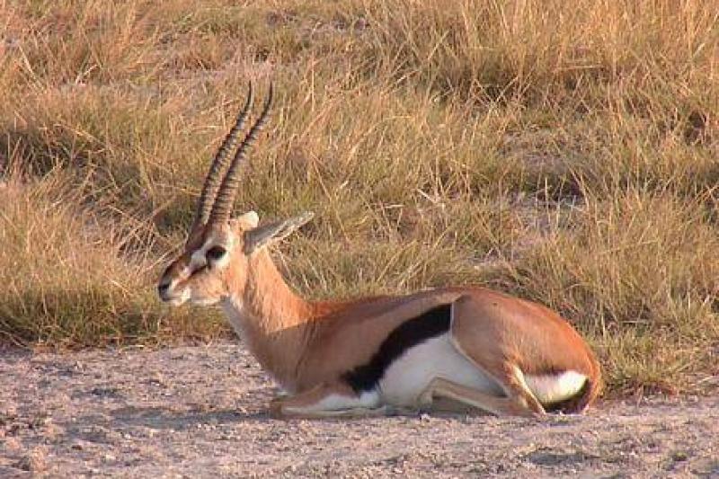 Kenyai körutazás utazás