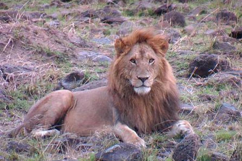 Kenyai körutazás utazás