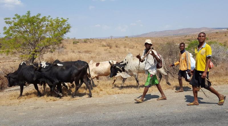 Madagaszkár, A Nyolcadik Kontinens