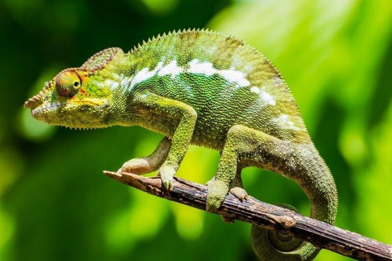 Madagaszkár, A Nyolcadik Kontinens