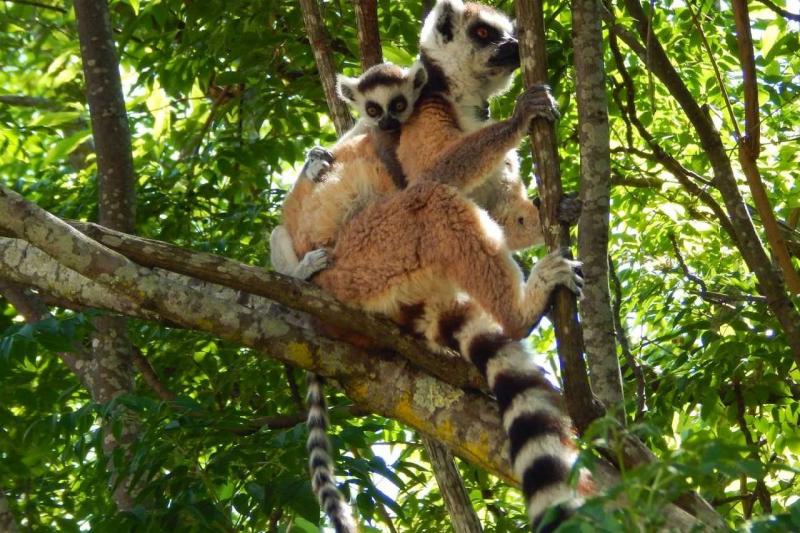 Madagaszkár, A Nyolcadik Kontinens