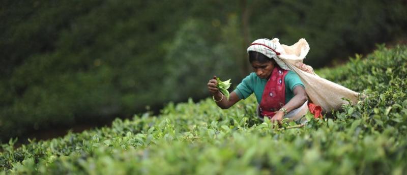 Nagykörút Sri Lankán