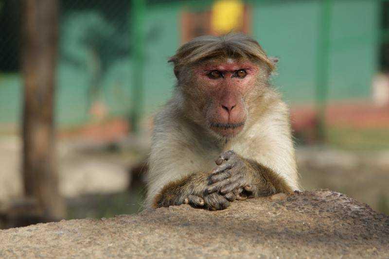 Nagykörút Sri Lankán