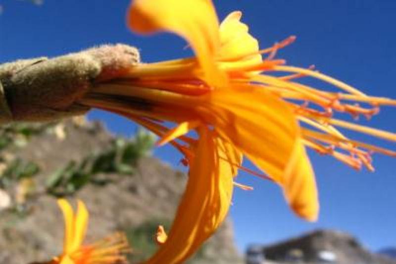 Peru körutazások utazás Peru - Nap ünnep