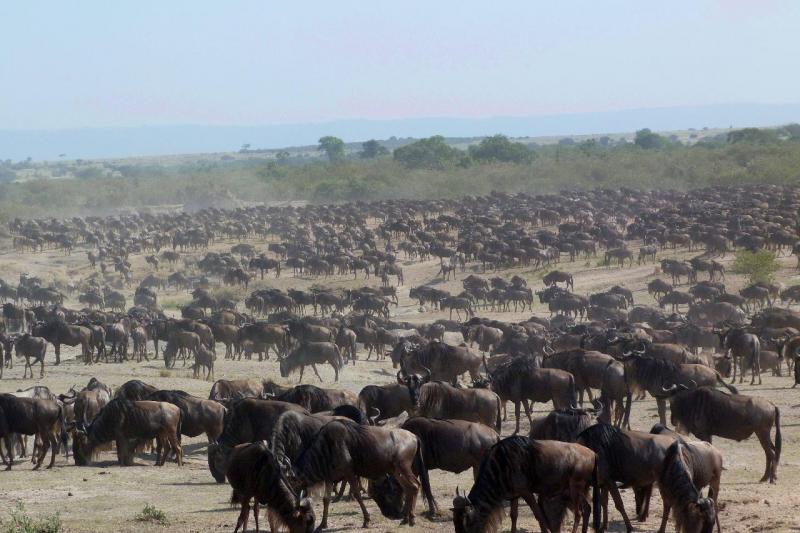 Szafari Tanzániában Zanzibári pihenéssel