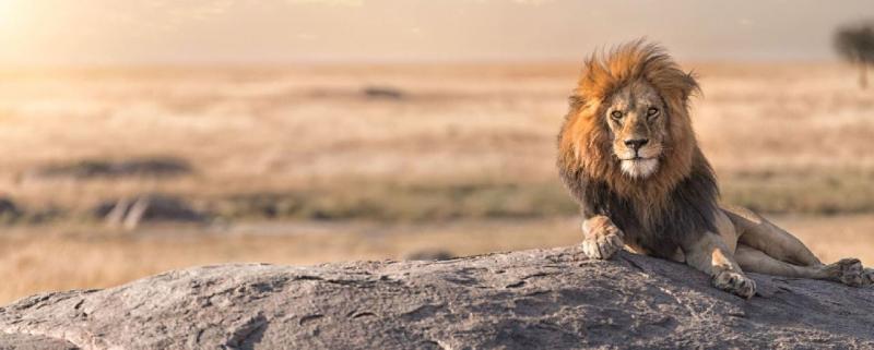 Szafari Tanzániában Zanzibári pihenéssel