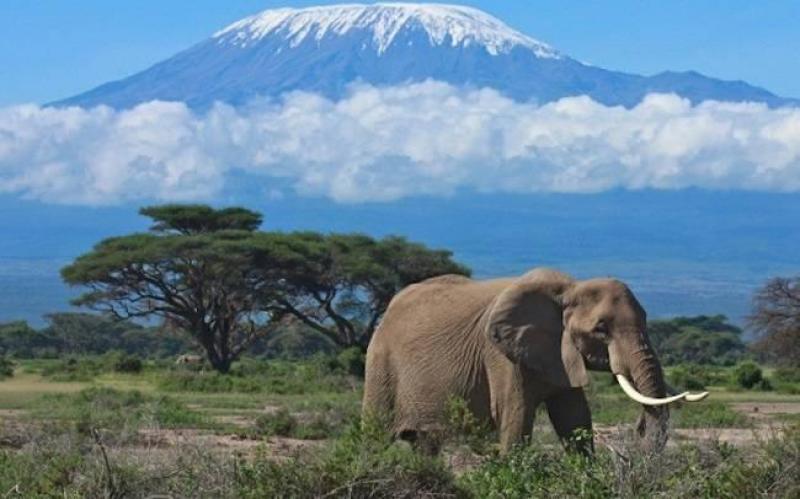 Szafari Tanzániában Zanzibári pihenéssel