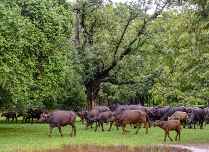 Szilveszter Srí Lankán, tengerparti pihenéssel - pótcsoport