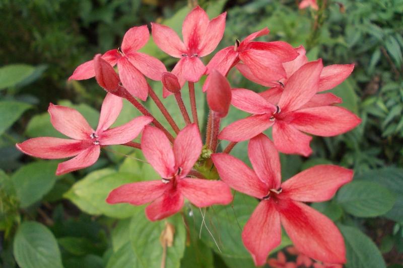 Szilveszter Srí Lankán, tengerparti pihenéssel