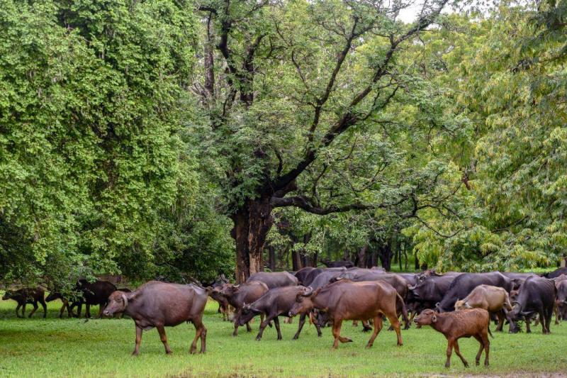 Szilveszter Srí Lankán, tengerparti pihenéssel