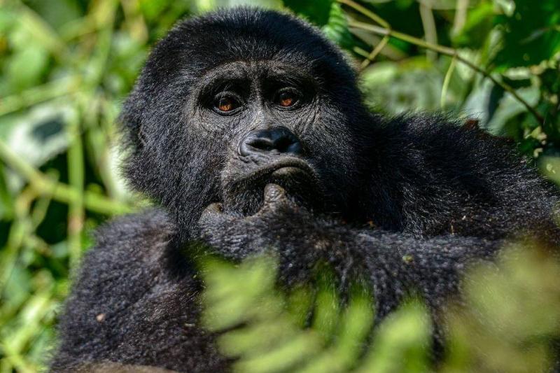 Uganda Varázsa-Csimpánzok és Hegyi Gorillák Világa