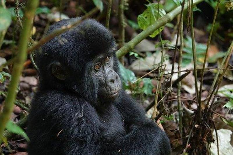 Uganda Varázsa-Csimpánzok és Hegyi Gorillák Világa