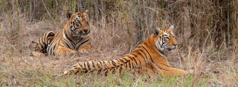 India körutazás, körutak utazás Tigris és nagyvad szafari