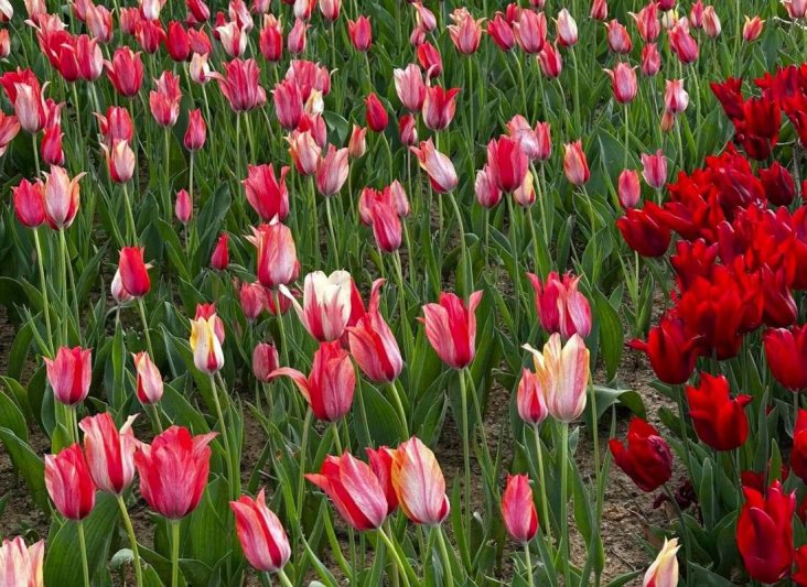 Isztambul utazás Tulipanfesztival