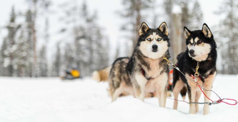 Lappföld utazás utazás Téli Kalandok Lappföldön