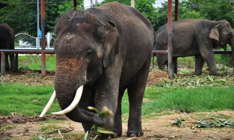 Bangkok Phuket utazás utazás Thaiföld