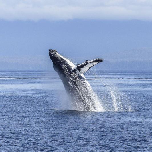 Azori-szigetek és az Atlanti-óceán bálnái