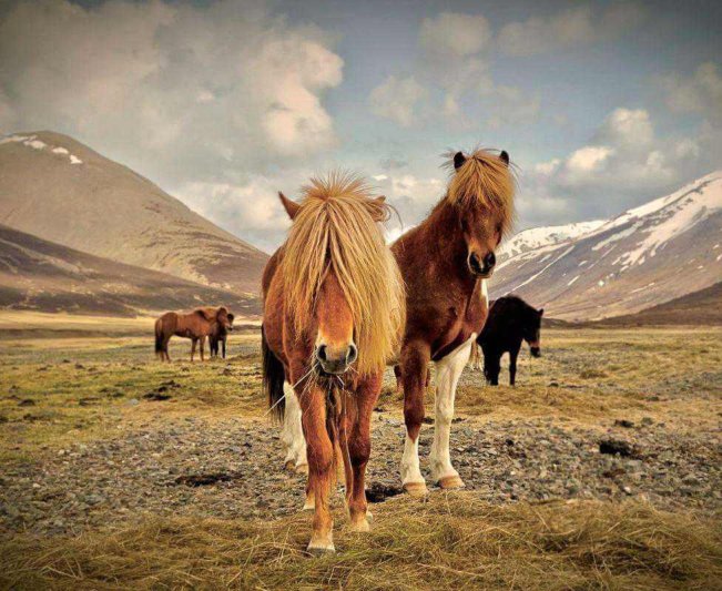 Reykjavík utazás utazás Csillagtúra Izlandon