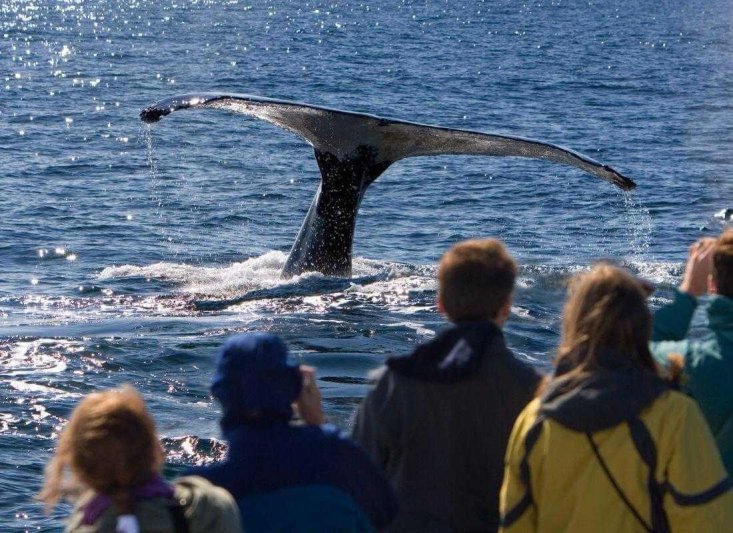 Reykjavík utazás utazás Csillagtúra Izlandon