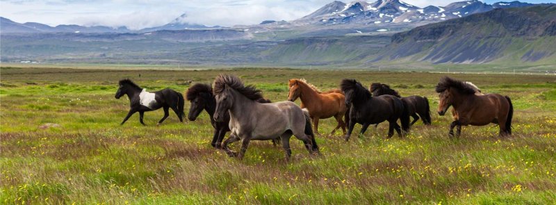 Reykjavík utazás utazás Csillagtúra Izlandon