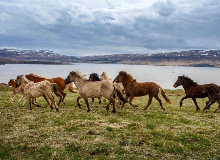 Reykjavík utazás utazás Csillagtúra Izlandon