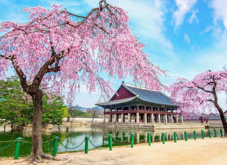 Dél-Korea - a cseresznyevirágzás idején