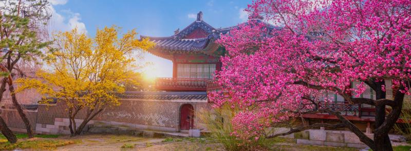 Dél-Korea - a cseresznyevirágzás idején