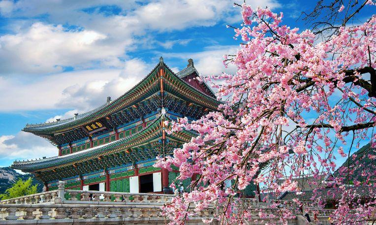 Dél-Korea - a cseresznyevirágzás idején