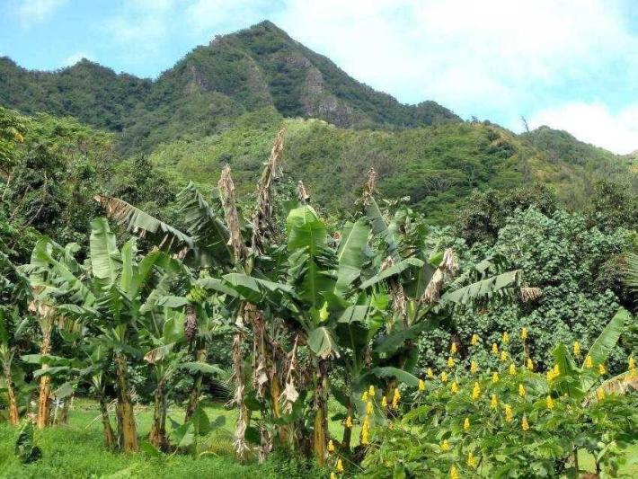 Hawaii, a Csendes-óceán trópusi gyöngyszemei