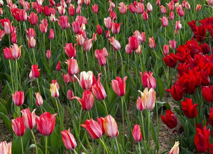 Isztambul és a Boszporusz a Nemzetközi Tulipánfesztivál idején