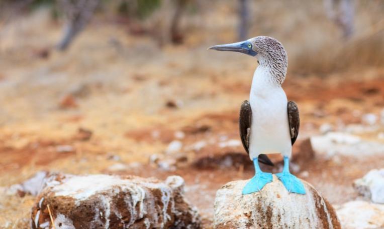 Kolumbia - Ecuador körutazás, Galápagos-szigetek hosszabbítással