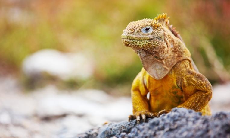 Kolumbia - Ecuador körutazás, Galápagos-szigetek hosszabbítással
