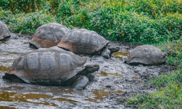 Kolumbia - Ecuador körutazás, Galápagos-szigetek hosszabbítással
