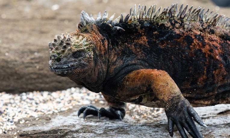 Kolumbia - Ecuador körutazás, Galápagos-szigetek hosszabbítással