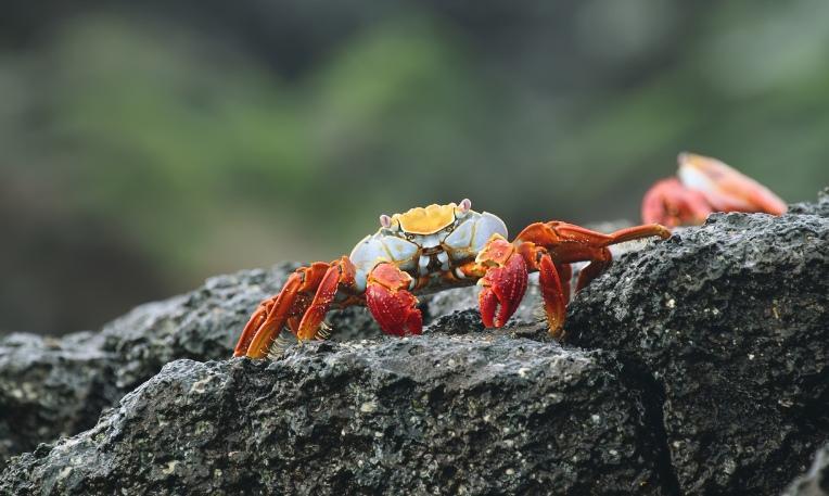 Kolumbia - Ecuador körutazás, Galápagos-szigetek hosszabbítással