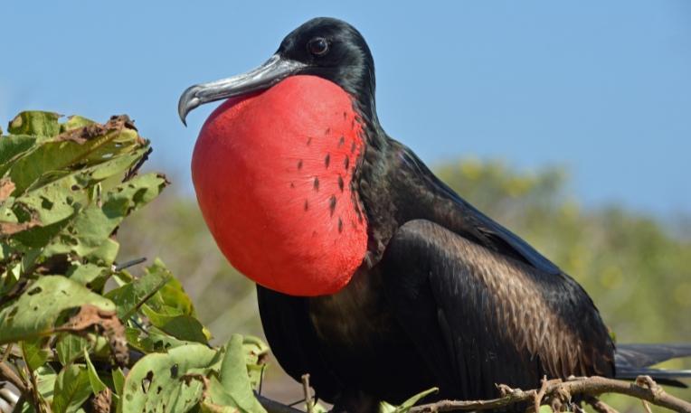 Kolumbia - Ecuador körutazás, Galápagos-szigetek hosszabbítással