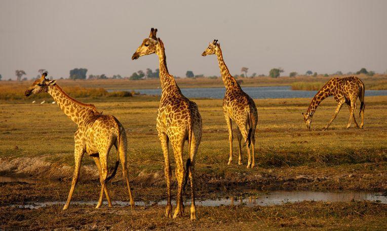 Namíbia - Botswana - Zimbabwe körutazás