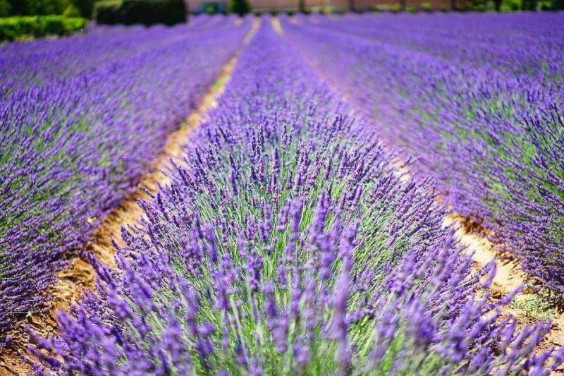 Provence-i ízelítő