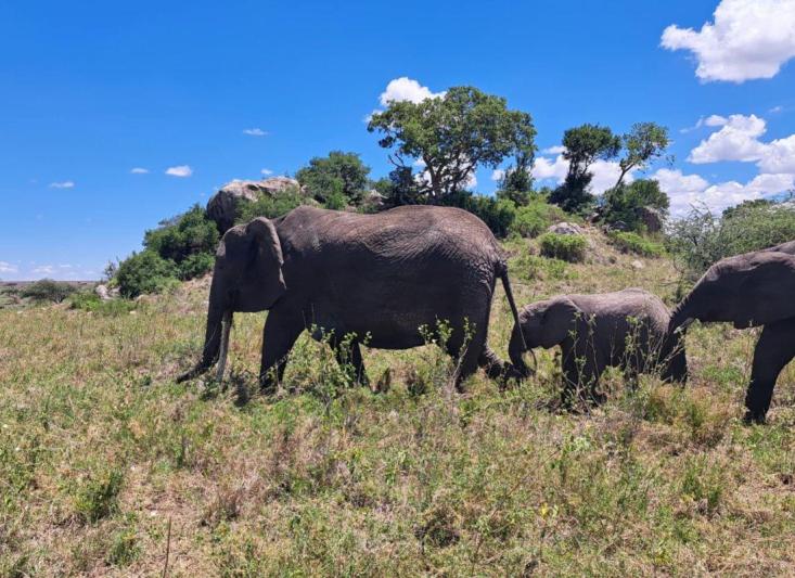 Szafari Tanzániában, zanzibári pihenéssel