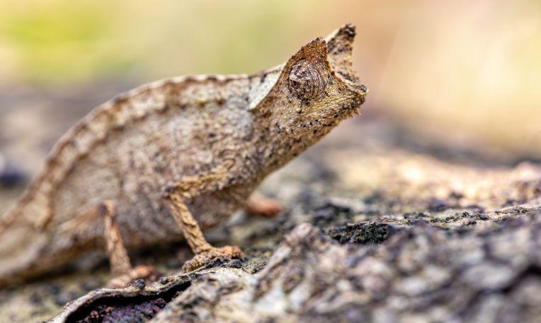 Szilveszter Madagaszkáron
