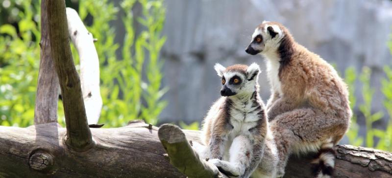 Szilveszter Madagaszkáron