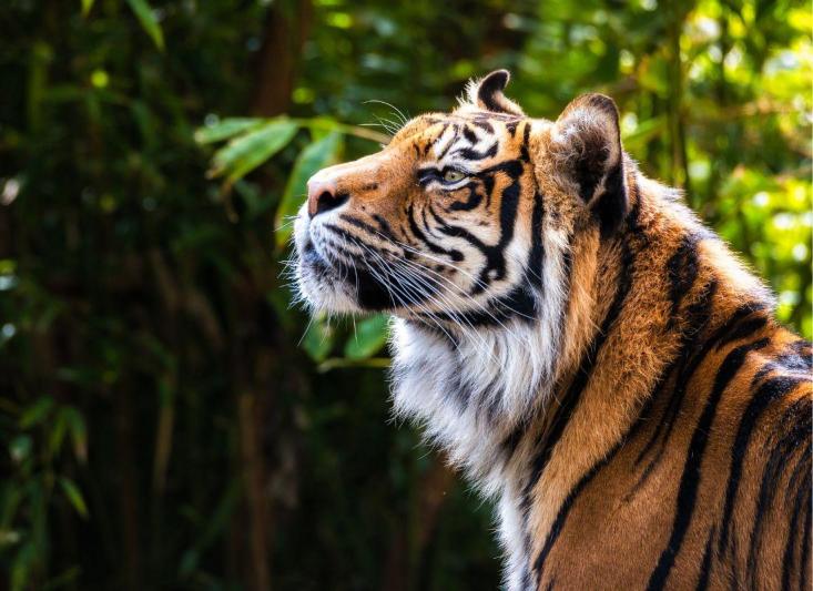 Tigris- és nagyvad szafari
