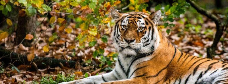 Tigris- és nagyvad szafari
